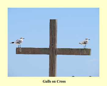 Gulls on Cross