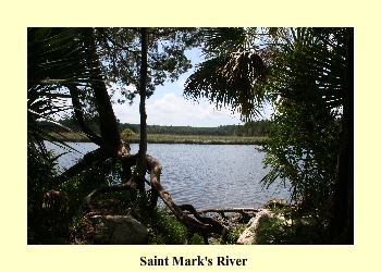 Saint Mark's River