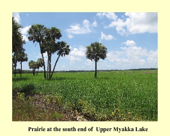 Prairie at the south end of Upper Myakka Lake