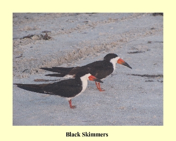 Black Skimmers