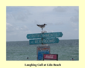 Laughing Gull at Lido Beach