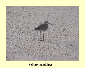 Solitary Sandpiper