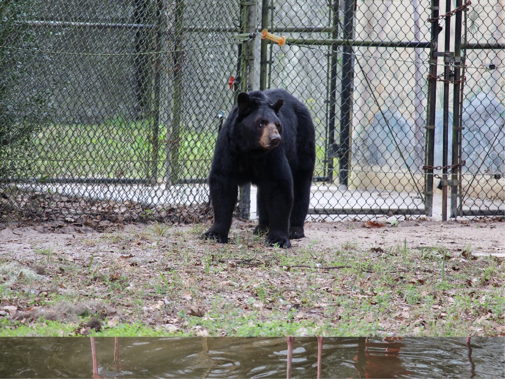 Mammals In Florida