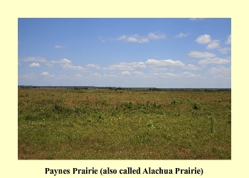 Paynes Prairie (also called Alachua Prairie)