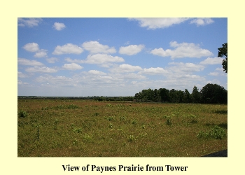 View of Paynes Prairie from Tower