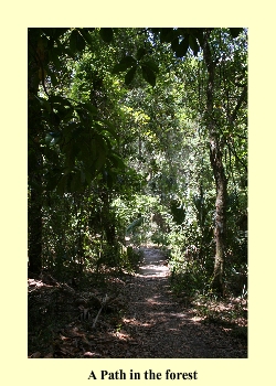 A Path in the forest