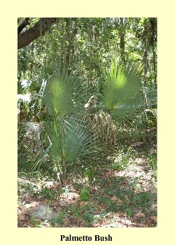 Palmetto Bush