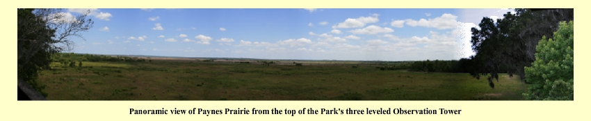 Panoramic view of Paynes Prairie from the top of the park's three leveled Observation Tower