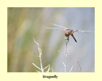 Dragonfly