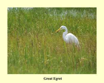 Great Egret