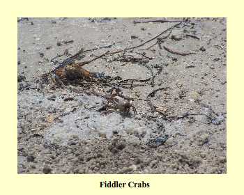 FiddlerCrabs