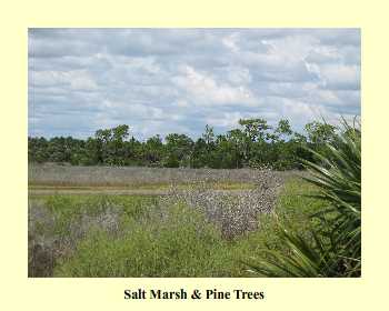 Salt Marsh & Pine Trees