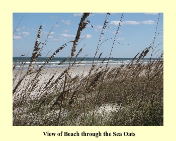 View of Beach through the Sea Oats