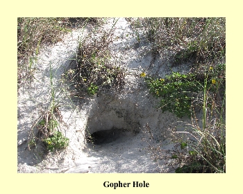 Gopher Hole