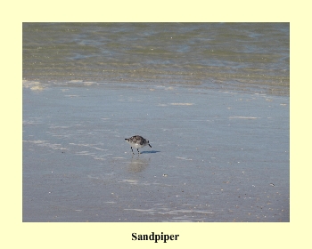 Sandpiper