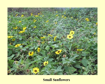 Small Sunflowers