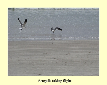 Seagulls Taking Flight