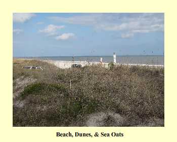 Beach, Dunes, & Sea Oats