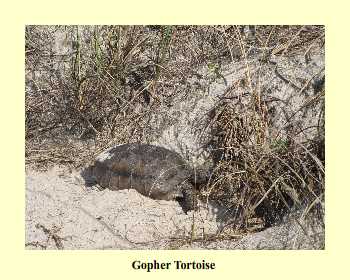 Gopher Tortoise