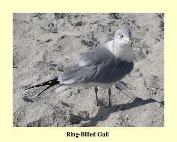 Ring-Billed Gull