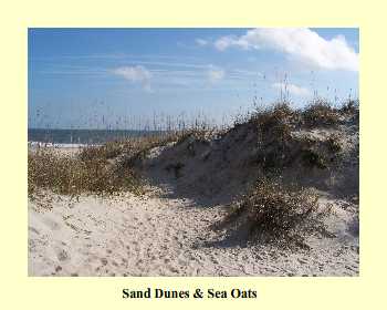 Sand Dunes & Sea Oats