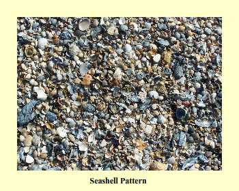 Seashell Pattern