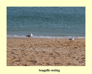 Seagulls Resting