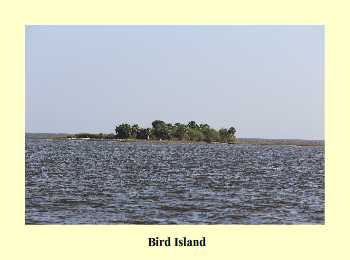 Bird Island