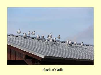 Flock of Gulls