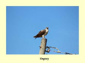 Osprey