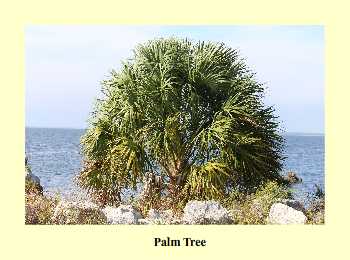 Palm Tree