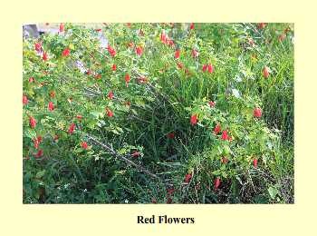 Red Flowers