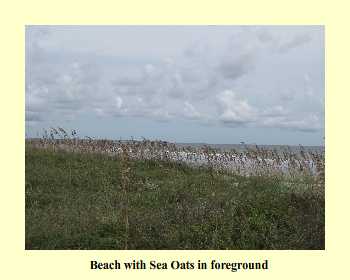 Beach with Sea Oats in foreground