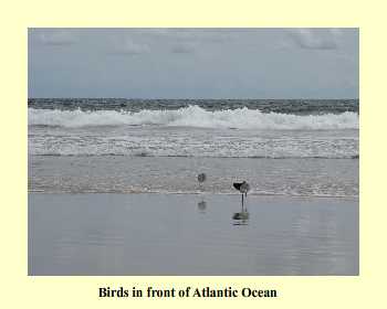 Birds in front of Atlantic Ocean