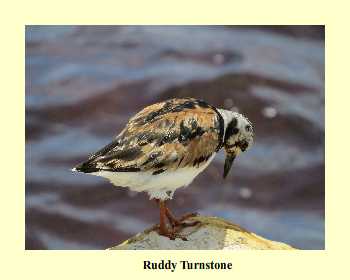 Ruddy Turnstone