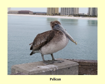 Pelican