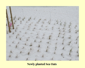 Newly planted Sea Oats