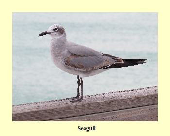 Seagull