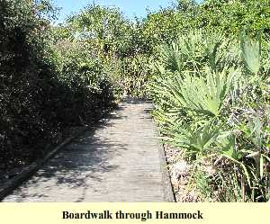 Boardwalk through Hammock