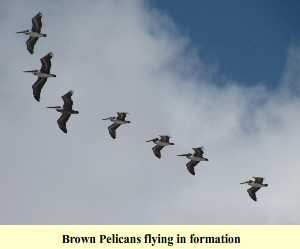 Brown Pelicans flying in formation