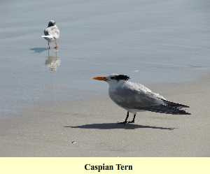 Caspian Tern