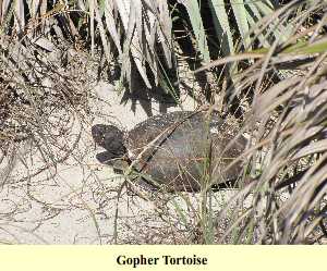 Gopher Tortoise