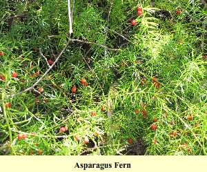 Asparagus Fern