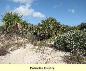 Palmetto Bushes