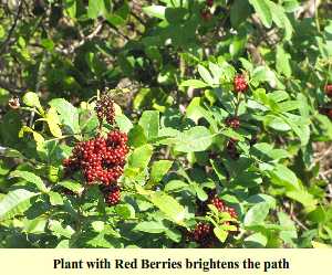 Plant with Red Berries brightens the path