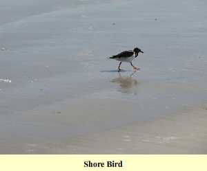 Shore Bird