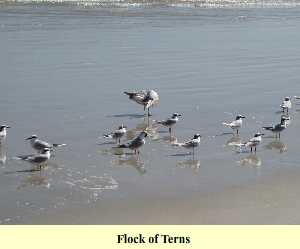 Flock of Terns