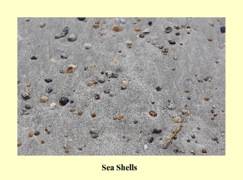 Sea Shells