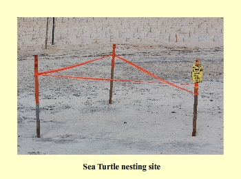 Sea Turtle nesting site