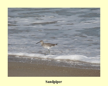 Sandpiper